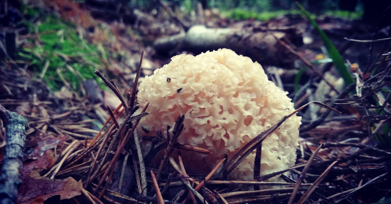 Новое место произрастания грибной капусты обнаружено в Беловежской пуще