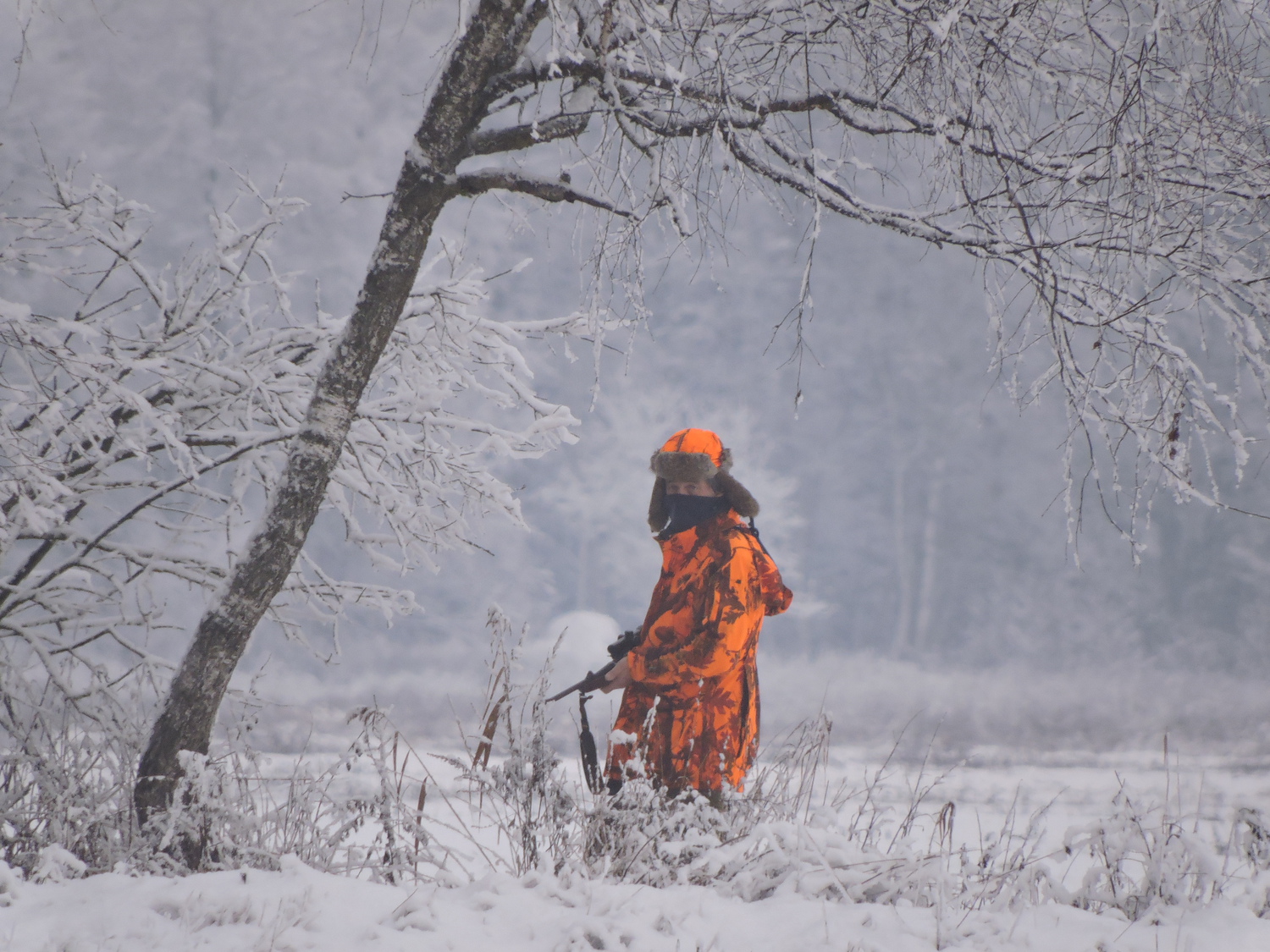 Беловежская пуща стала местом для активной охоты на лося